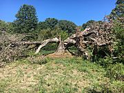 The fallen Arbutus Oak as of September 15, 2019
