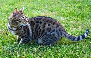 Female bengal cat outdoor