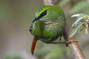 Fire-tailed Myzornis Old Silk Route, Sikkim, India 17 April 2015.jpg