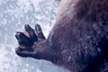 Foot of North American river otter close up - DPLA - 050df59d08263215e16d19761583a813