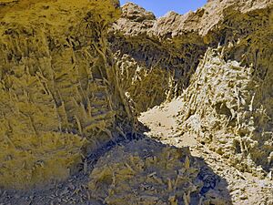 Fossil Mangrove Roots, Wadi Hitan