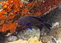 Fula negra (Abudefduf luridus), Madeira, Portugal, 2019-05-31, DD 43