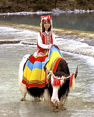 Girl On Yak In Yunnan Province China