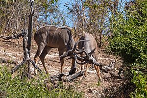 Gran kudús (Tragelaphus strepsiceros), parque nacional de Chobe, Botsuana, 2018-07-28, DD 27