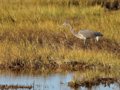 Great Blue Heron at Parker River National Wildlife Refuge Cropped