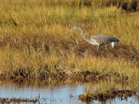 Great Blue Heron at Parker River National Wildlife Refuge Cropped.png
