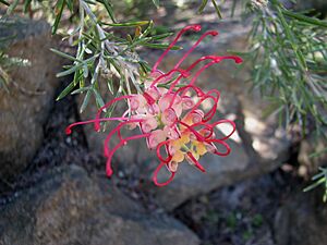 Grevillea 'Little Jessie' 6288