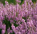 Heather (Highlands)