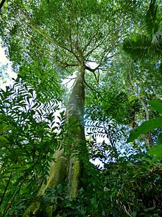 Higuerón (Ficus insipida) (14714144169)