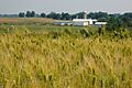 Hordeum vulgare in Lancaster, PA-001