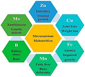 Human micronutrient effects