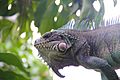 Iguana (Nirgua -Yaracuy)