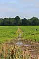 Irrigation ditch in Montour County, Pennsylvania