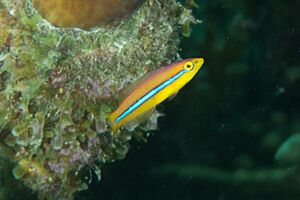 Juvenile Yellowhead wrasse (Halichoeres garnoti)