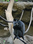 KCZooBlueMonkey