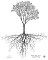 Kunzea ericoides-Kanuka, Aotea-Great Barrier Island, drawing Axel Aucouturier