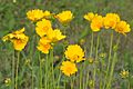 Lance-leaved Coreopsis (Coreopsis lanceolata), photographed on 12 May 2020, Hardin County, Texas, USA, by William L. Farr