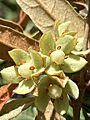 Lasiopetalum ferrugineum var. cordatum 2