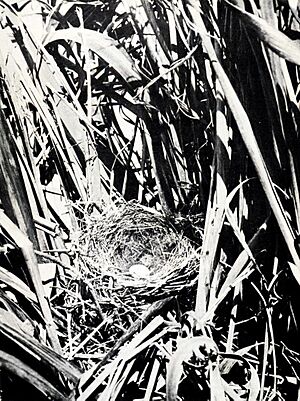 Laysan Honey Eater nest