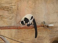 Lemur at San Antonio Zoo (2014) DSCN0654
