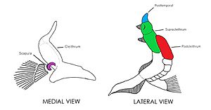 Lepisosteidae Pectoral Girdle