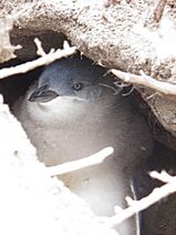Lipson Island Conservation Fairy Penguin