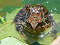 Macro, Common Frog - panoramio