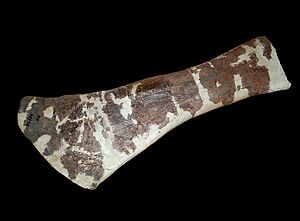 Magyarosaurus