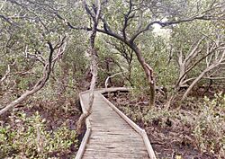 Mangrove forest boardwalk, St Kilda, South Australia