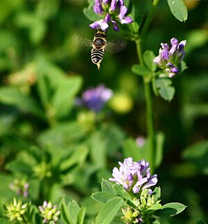 Megachile 1084