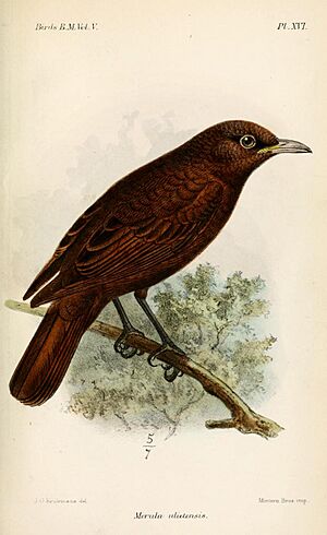 MerulaUlietensisKeulemans