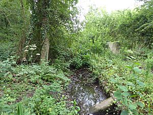 Mill Stream Nature Reserve 7.jpg