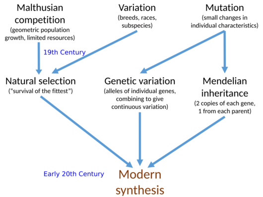 Modern Synthesis