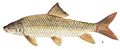 Moxostoma macrolepidotum