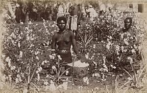 Natal cotton field