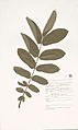 Naturalis Biodiversity Center - L.3711472 - Juglans ailantifolia Carrière var. cordiformis (Makino) Rehder - herbarium sheet