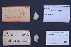 Naturalis Biodiversity Center - ZMA.MOLL.384960 - Partula (Partula) hebe (Pfeiffer, 1846) - Partulidae - Mollusc shell