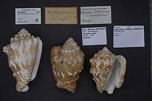 Naturalis Biodiversity Center - ZMA.MOLL.46097 - Persististrombus latus (Gmelin, 1791) - Strombidae - Mollusc shell.jpeg