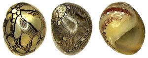 Neritina virginea (Linné, 1758) (8577779994)