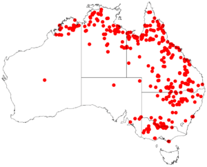 Nymphoides crenataDistMap1.png