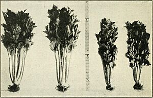 Ontario Sessional Papers, 1917, No.58-59 (1917) (14762162344)