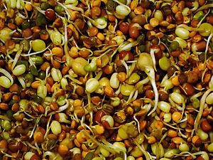 Organic mixed beans shoots