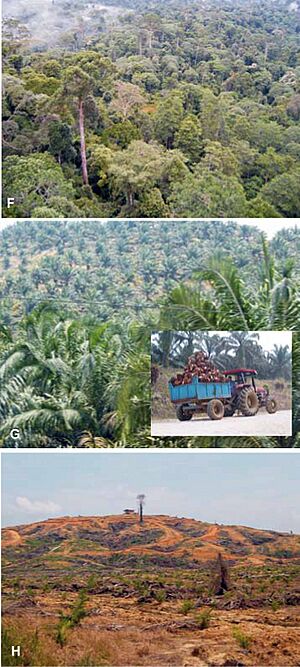 Palm forest