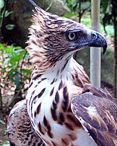 Philippine Hawk-eagle