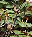 Pink-browed Rosefinch (Females) I IMG 6998