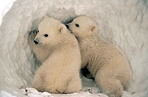 Polar bear cubs in the snow