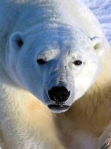 Polarbär 1 2004-11-17