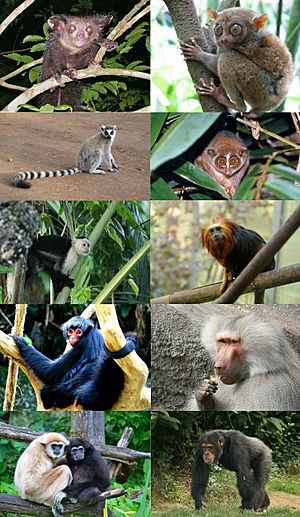 Primates - some families.jpg