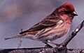 Purple Finch.jpg