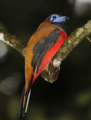 Red-naped Trogon
